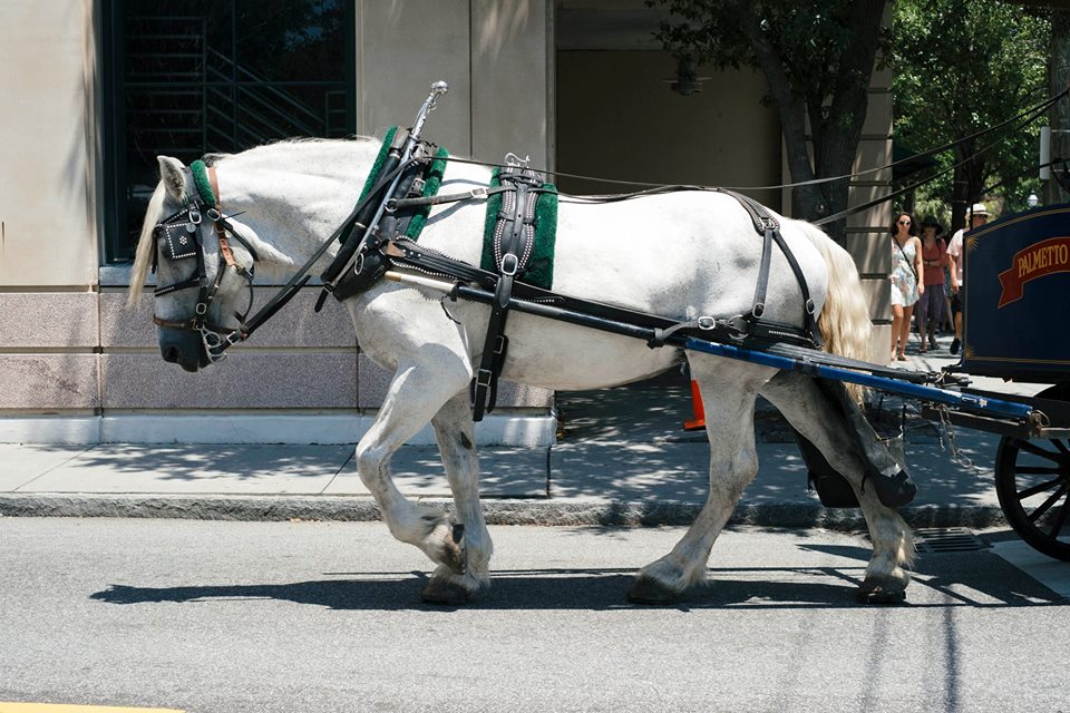 White horse pulling carriage