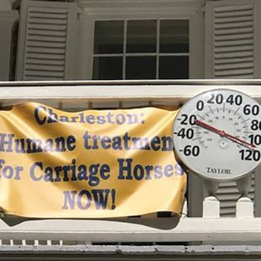 Balcony with banner that says "Charleston humane treatment for carriage horses NOW" with a thermometer right next to it showing a very high temperature reading