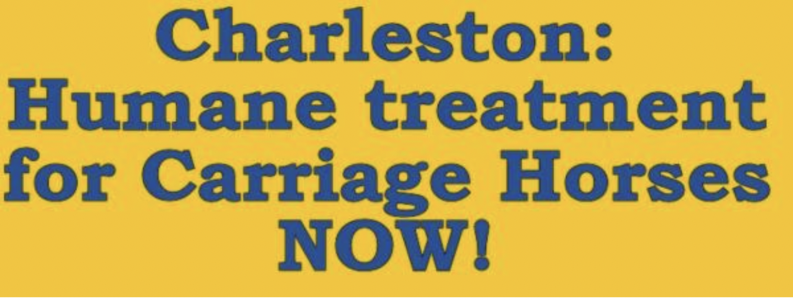 Charleston Humane Treatment for Carriage Horses Now!