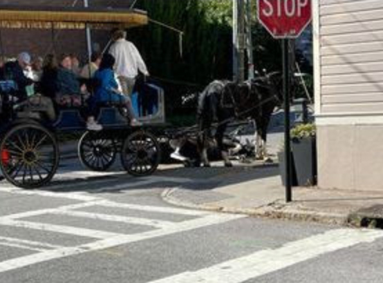 One carriage horse fallen over on the street the other horse still standing