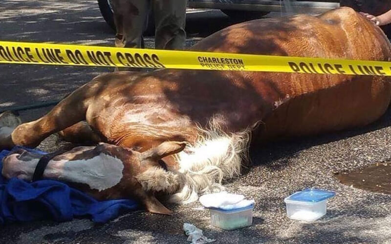 Horse laying on ground with "police line do not cross" tape