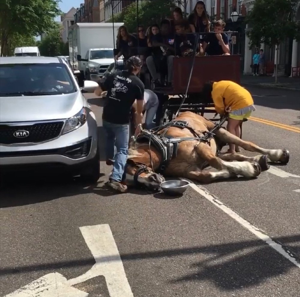 A horse lays in the road exhausted by heat while it is strapped to a carriage full of people