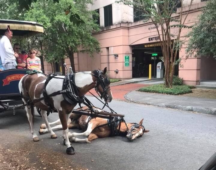 One carriage horse looks on at another carriage horse that has fallen over on the street