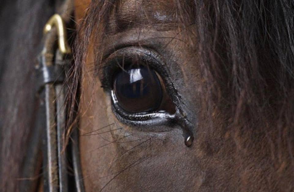 close up of horse face showing tear drop